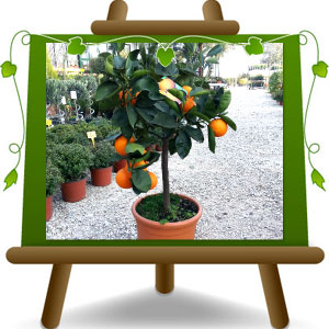 Agrumi Arancio – Tarocco - immagine 2